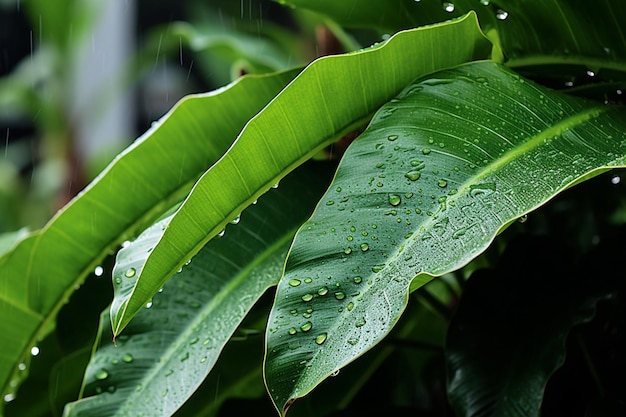 Tropikalne liście w deszczu