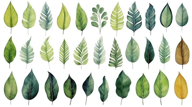 tropikalne liście w odcieniach zielonego z akwarelowym efektem na białym tle