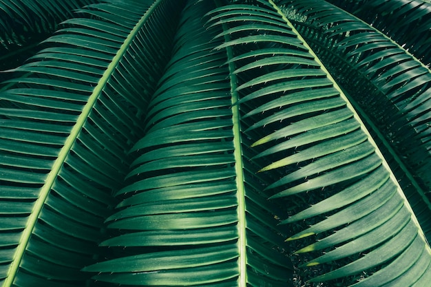 Tropikalne liście zielone tło przyrody
