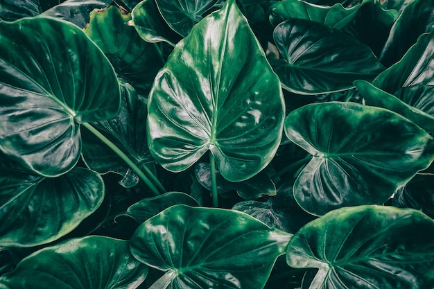 Tropikalne liście, zielone tło przyrody