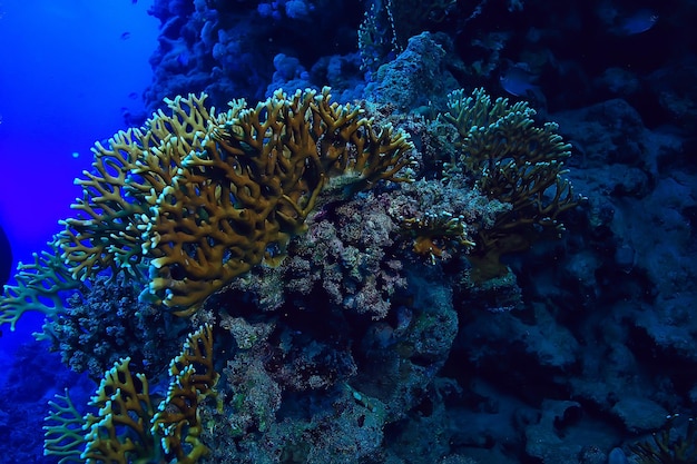 Tropikalne Morze Podwodne Tło Nurkowanie Ocean