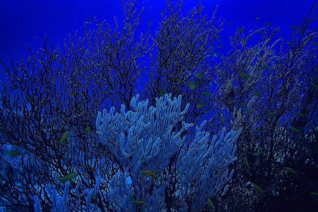 tropikalne morze podwodne tło nurkowanie ocean