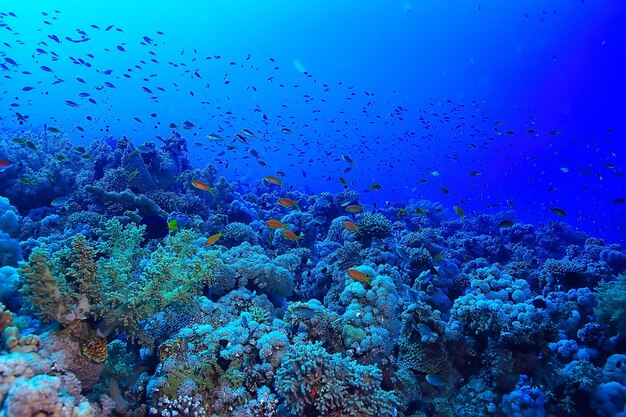 tropikalne morze podwodne tło nurkowanie ocean