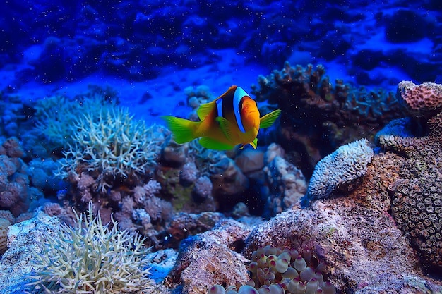 tropikalne morze podwodne tło nurkowanie ocean