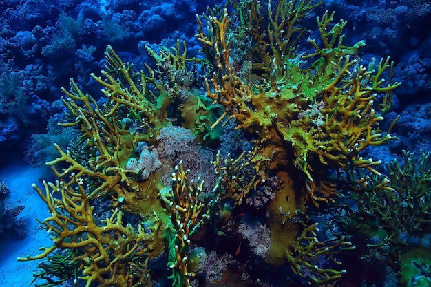 tropikalne morze podwodne tło nurkowanie ocean