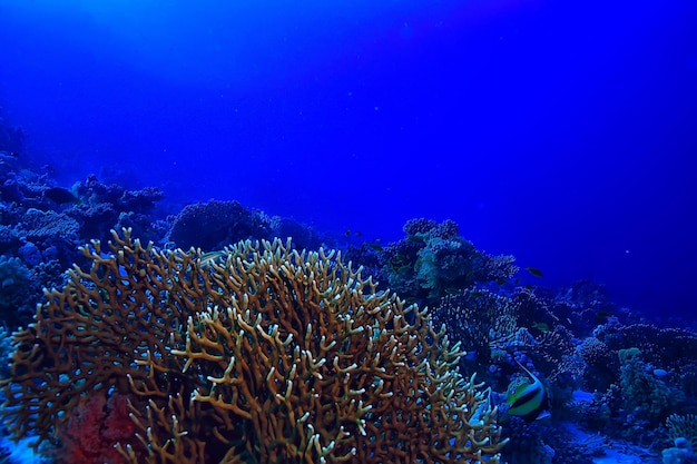 tropikalne morze podwodne tło nurkowanie ocean
