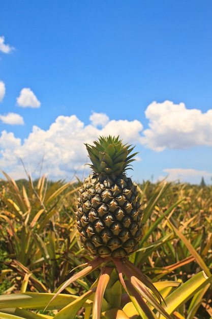 Tropikalne owoce ananasa