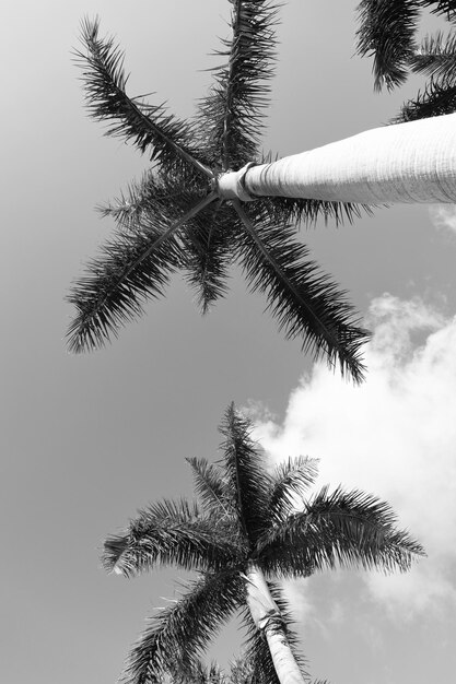 Tropikalne palmy kokosowe na jasnych błękitnych tropikach z dołu nieba