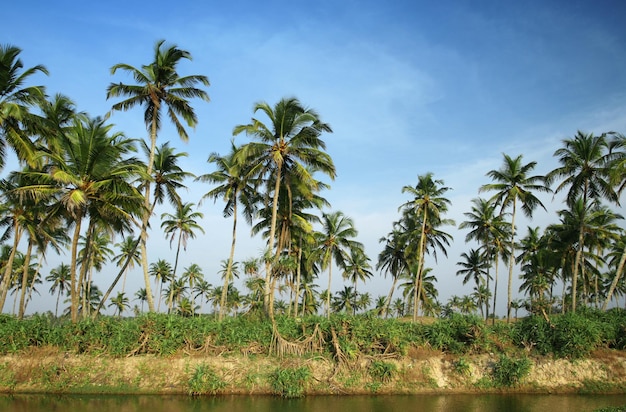 Tropikalne palmy kokosowe w pobliżu wody i zachmurzone błękitne niebo
