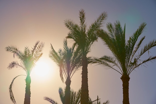 Tropikalne palmy na tle słońca i zachodu słońca