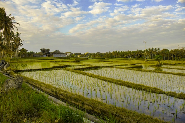 Tropikalne plantacje ryżu, rolnictwo w Indonezji
