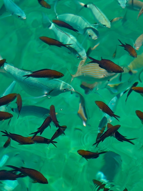 Tropikalne ryby w wodzie morskiej na Krecie jako tło