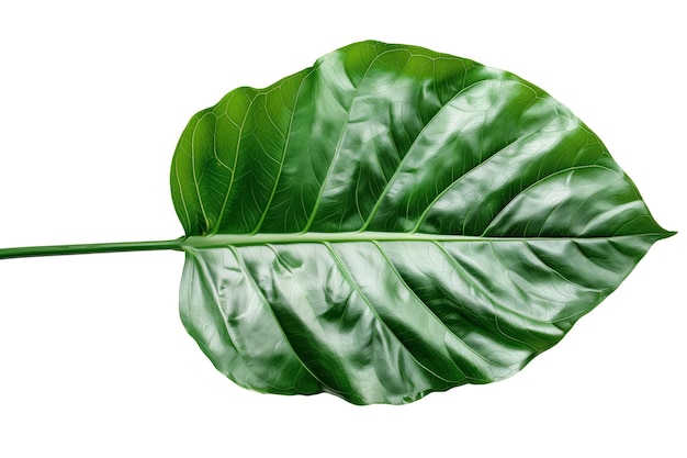 Tropikalne zielone liście izolowane na białym tle