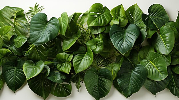 Tropikalne zielone liście na białym tle
