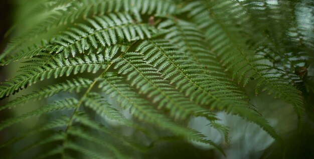 Tropikalne zielone liście na tle natura lato koncepcja roślin leśnych