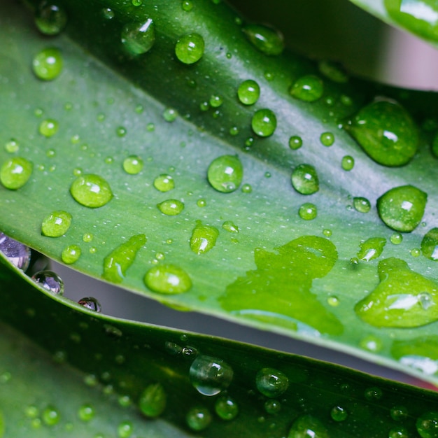 Zdjęcie tropikalne zielone liście tło koncepcja lato