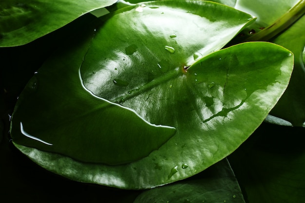 Tropikalne zielone liście z kropli wody