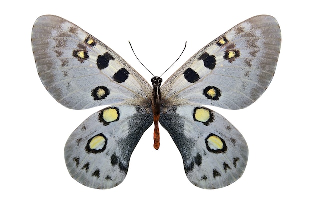 Tropikalny biały motyl na białym tle