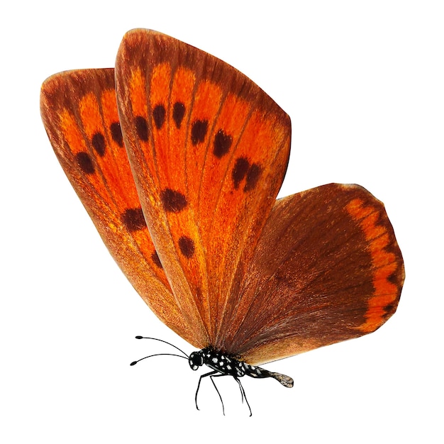 Tropikalny czerwony motyl z nogami i antenami na białym tle