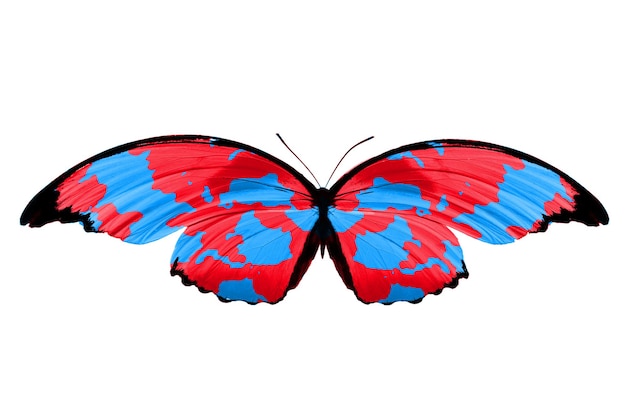 Zdjęcie tropikalny kolorowy motyl na białym tle