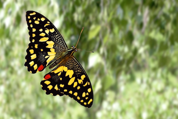 Tropikalny kolorowy motyl na tle natury. kolorowa ćma. Zdjęcie wysokiej jakości