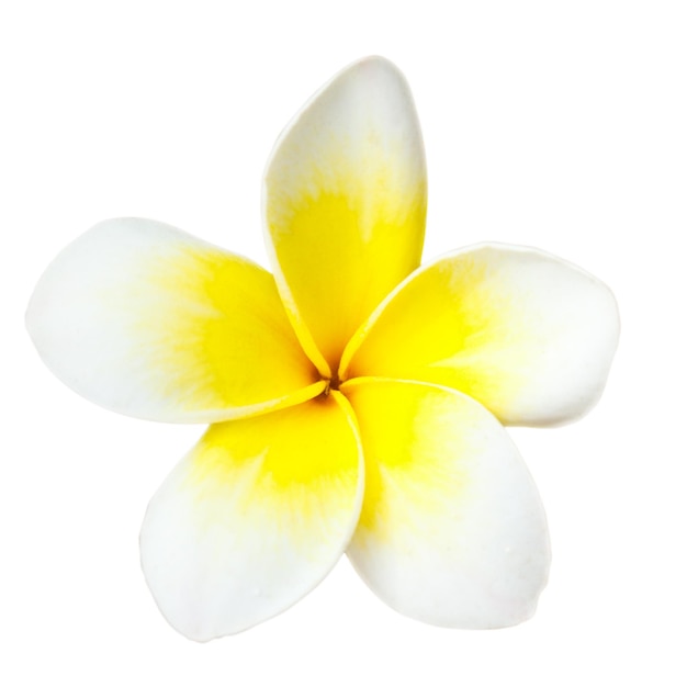 Tropikalny kwiat frangipani