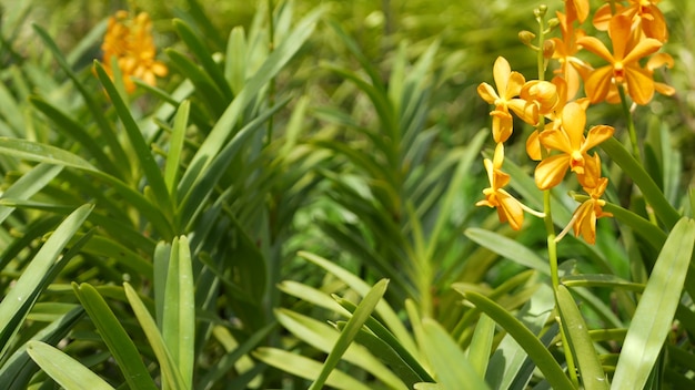 Tropikalny kwiat orchidei w wiosennym ogrodzie, bujne liście. Naturalny egzotyczny kwiat i liście