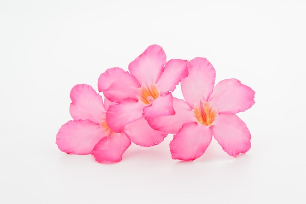 Tropikalny kwiat Pink Adenium Desert wzrosła na pojedyncze białym tle