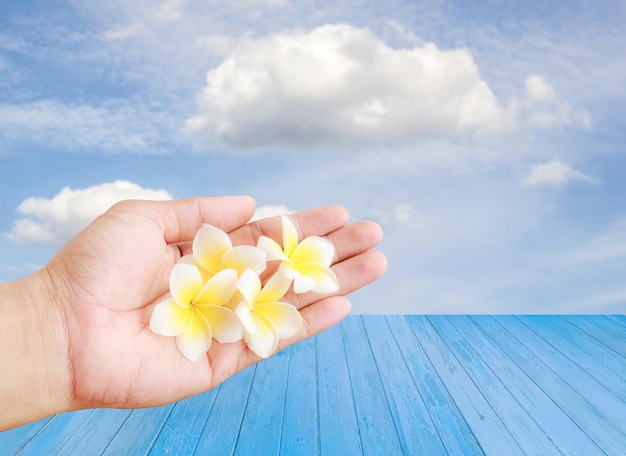 Tropikalny kwiat Plumeria w ręku trzyma na tle nieba