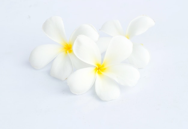 Tropikalny kwiatu frangipani odizolowywający na białym backgro (plumeria)