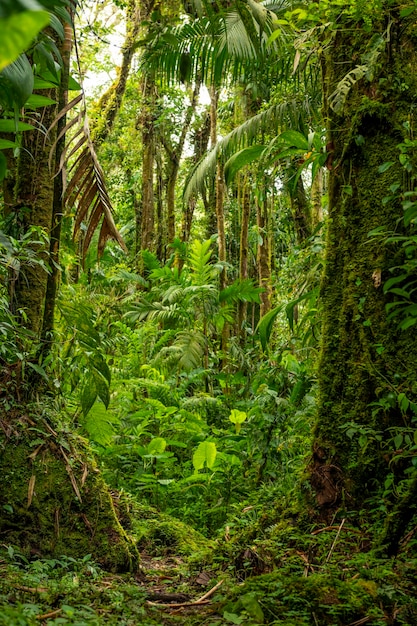 Tropikalny las chmur La Amistad International Park Chiriqui Panama Ameryka Środkowa