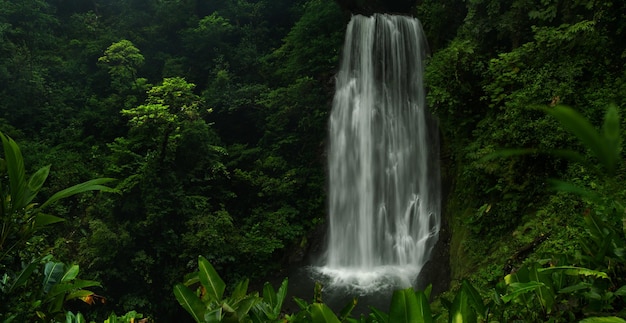 Tropikalny las deszczowy w Kostaryce