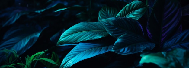 Tropikalny las liściasty świeci na ciemnym tle z miejsca kopiowania Koncepcja wysokiego kontrastu