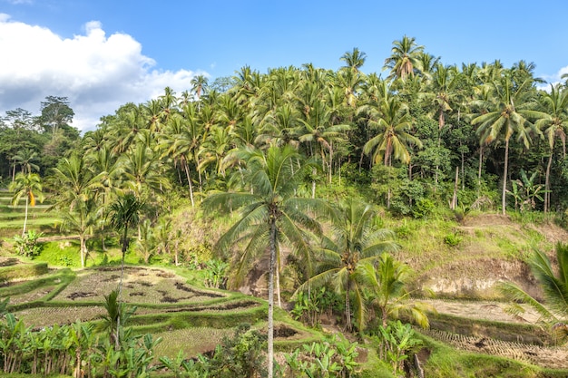 Tropikalny las na Bali, w Azji.