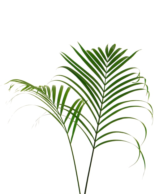 Tropikalny liść palmowy na białym tle