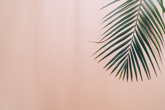 Tropikalny liść palmowy na koloru tle z copyspace