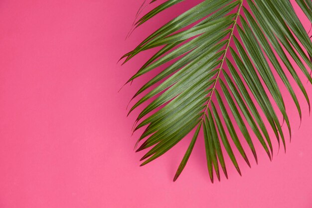Tropikalny liść palmy na modnym pastelowym różowym tle