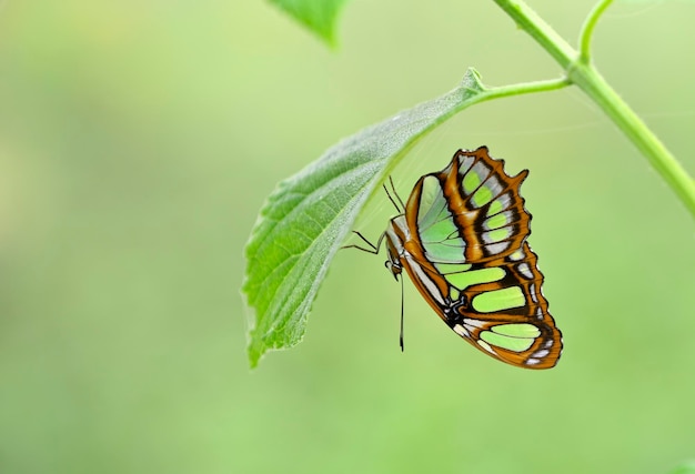 Tropikalny Motyl Chowający Się Pod Zielonym Liściem