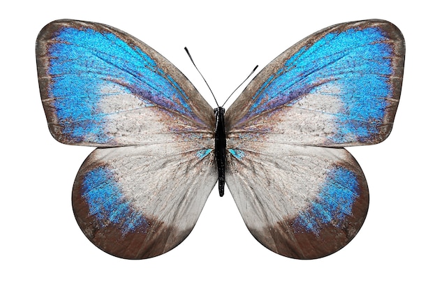 Tropikalny motyl z niebiesko-białymi skrzydłami. na białym tle