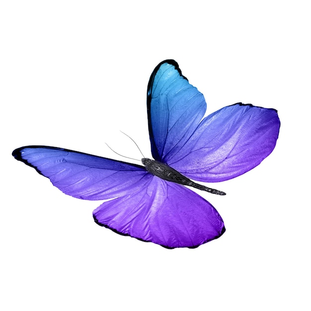 Tropikalny niebieski motyl. na białym tle