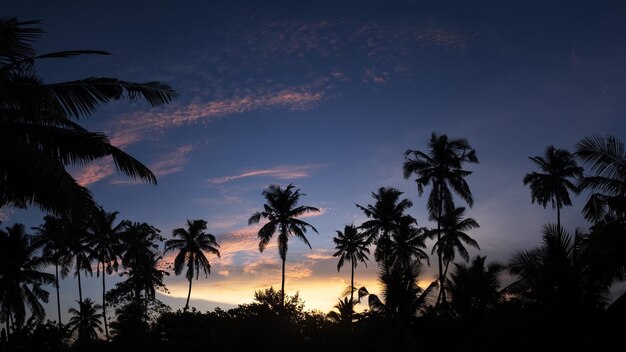 Tropikalny nocny widok palm i nieba o zachodzie słońca