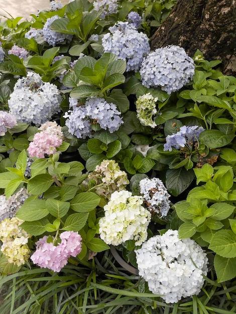 Zdjęcie tropikalny ogród z niesamowitymi roślinami i kwiatami