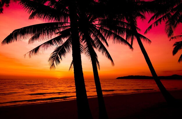 Tropikalny zachód słońca drzewo widok nieba tło