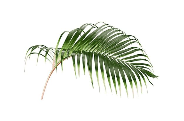 Tropikalny zielony liść palmy na białym tle