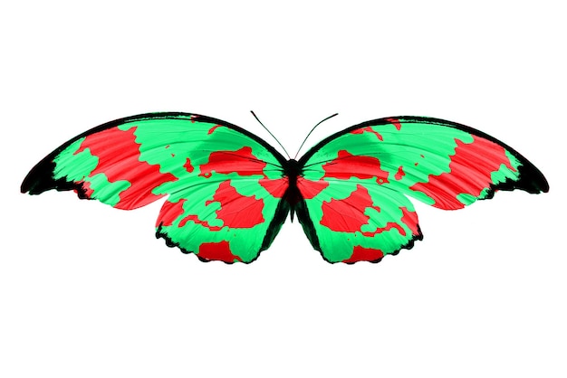 Zdjęcie tropikalny zielony motyl. na białym tle