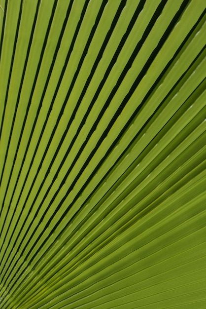 Tropikalny zielony tło tropikalny liść tekstura palma ulistnienie natura zielone tło