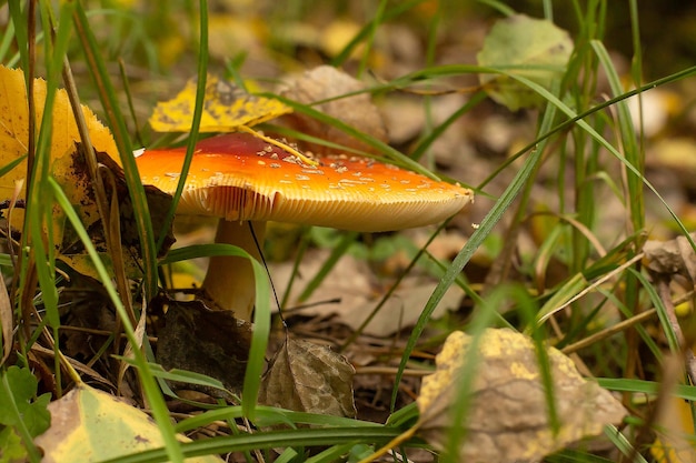 Trujące grzyby Amanita na trawniku w zielonej trawie jesienią