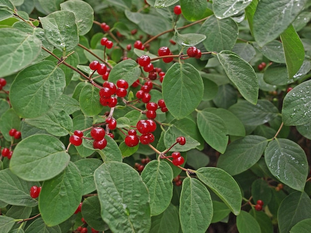 Trujące owoce muchomora Lonicera xylosteum wiciokrzew wiciokrzew gałązka z czerwonymi jagodami