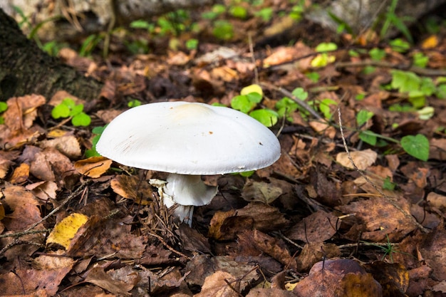 Trujący grzyb Amanita virosa rosnący w omszałym lesie