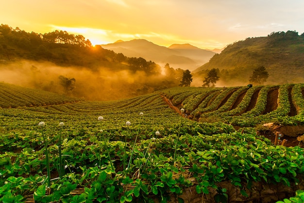 Truskawka Ogród Przy Doi Ang Khang, Chiang Mai, Tajlandia